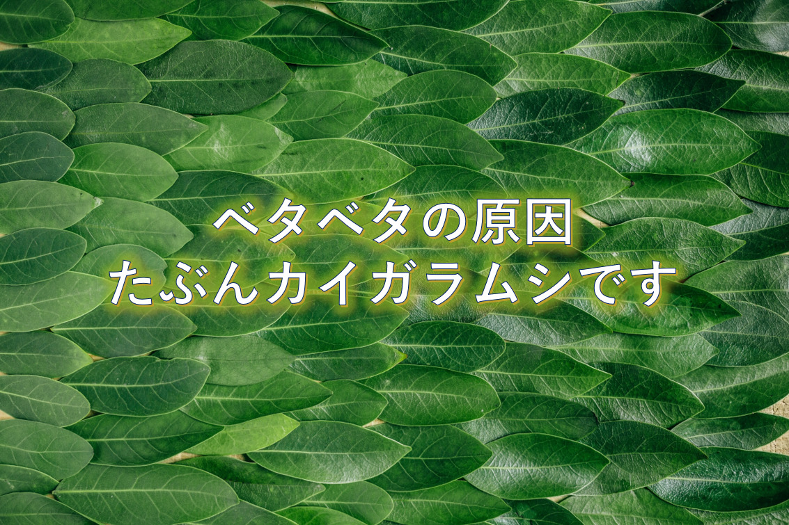 ローリエ 月桂樹 の葉っぱがベタベタする原因 カイガラムシ駆除 とーちゃんのメモブログ