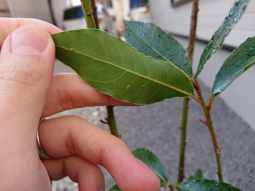 ローリエ 月桂樹 の葉っぱがベタベタする原因 カイガラムシ駆除 とーちゃんのメモブログ